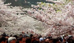 你見過空無一人的中山公園櫻花大道嗎？美！